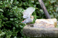 Red-eared Firetail (Finch)