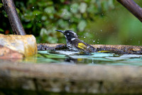 New Holland Honeyeater