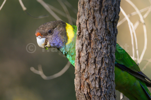 Ringnecked Parrot - "28"