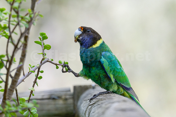 Ring Necked Parrot - "28