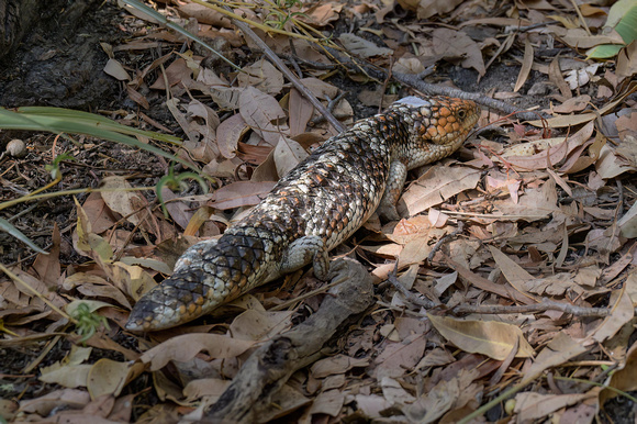 Bobtail Lizard