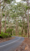 Karri Forest Boyanup Western Australia