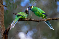 Pair of Ring-Necked Parrots "28" Adult feeding a Juvenile