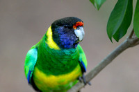 Ring-Necked Parrot -"28"
