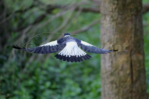 Female Magpie with a small branch taking it to its nest