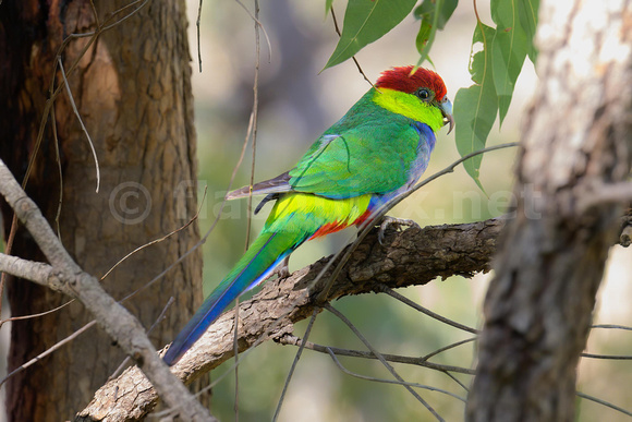 Red Capped Parrot