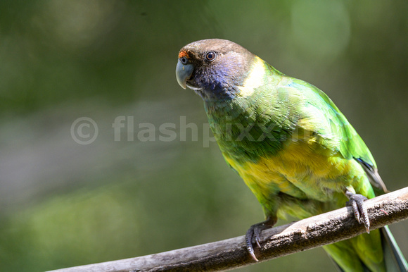 Ring Necked Parrot - "28"