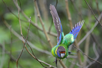 Ring-necked Parrot