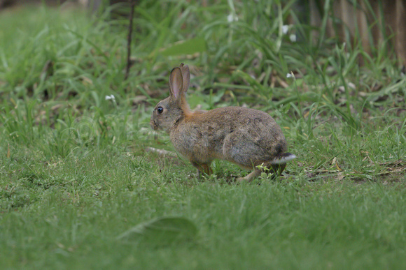 It's a Wabbit!