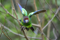 Ring-necked Parrot