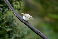 Brown Honeyeater