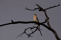 Fan-tailed Cuckoo