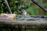 Silvereye