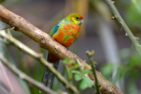 Western Rosella - Female