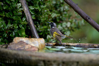 New Holland Honeyeater