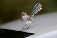 Superb Fairy Wren - Female