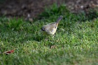 Spotted Scrub Wren