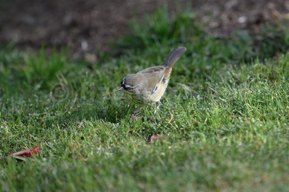 Spotted Scrub Wren