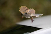 Superb Fairy Wren - Female