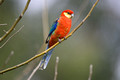 Wildlife of Western Australia
