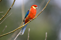 Western Rosella - Male