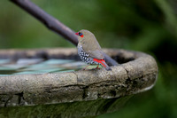 Red-eared Firetail (Finch)