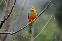 Western Rosella - Female