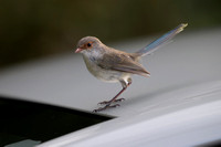 Superb Fairy Wren - Female